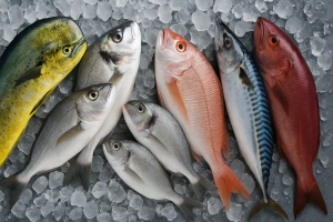 variedad de pescados frescos ideales para preparar ceviche