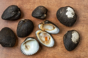 conchas negras frescas en la playa con arena y agua marina