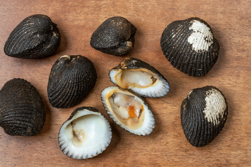 conchas negras frescas en la playa con arena y agua marina